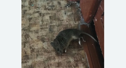 Дезинфекция от мышей в Кировске