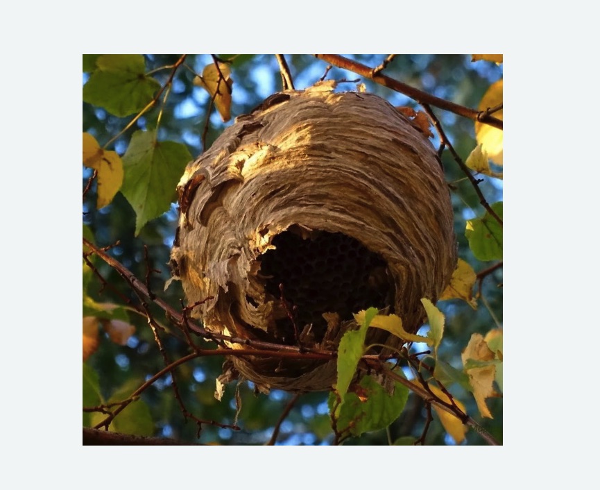 Обработка от шершней в Кировске