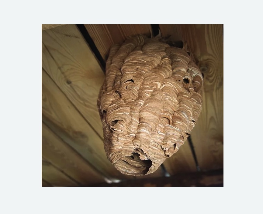 обработка от шершней в Кировске